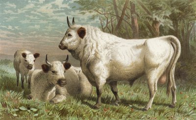 Park Cattle by European School